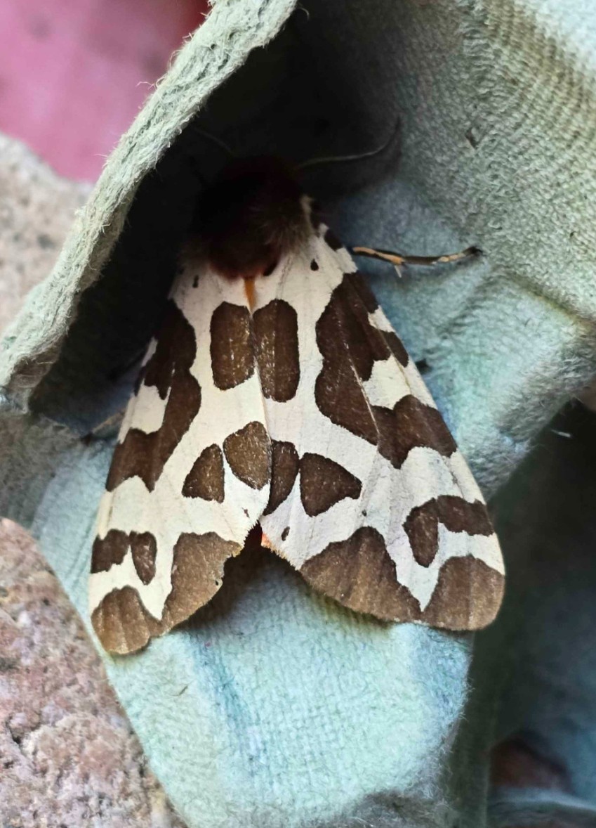 Photo of Garden Tiger (Arctia caja)
